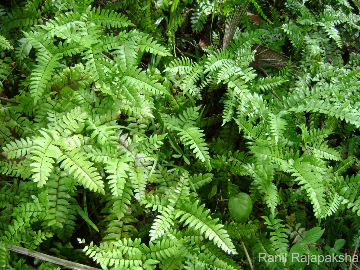 Adiantum latifolium Lam.